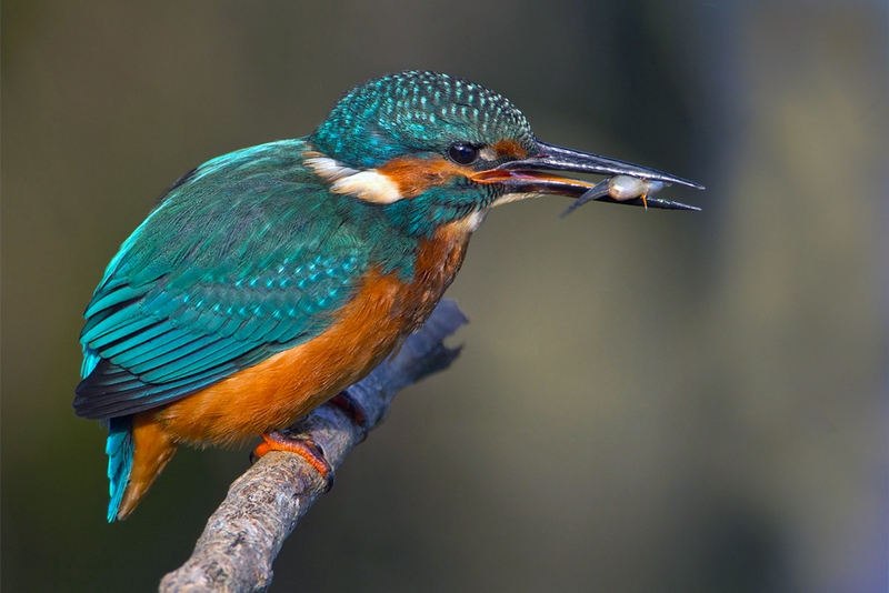 755 - KINGFISHER WITH FISH FRY - TARBOX JIM - united kingdom.jpg